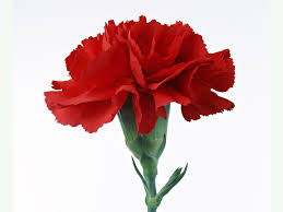 red carnetion flower
