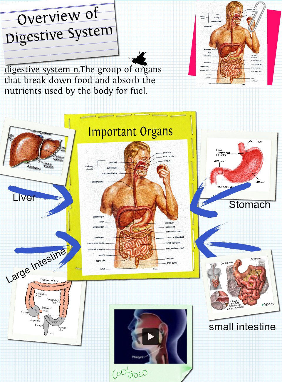 digestive-system-outline-source